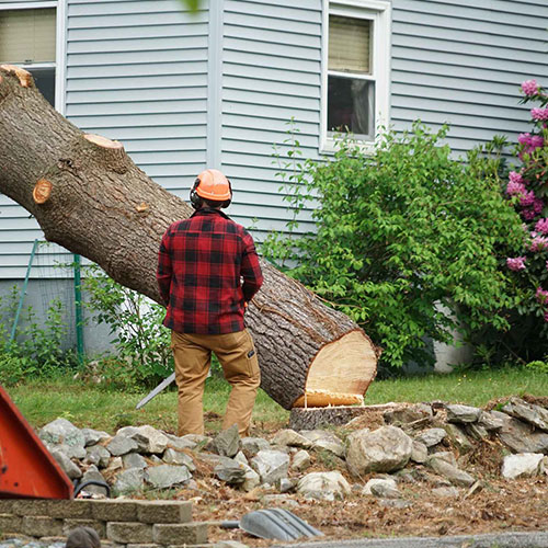 Emergency Tree Services