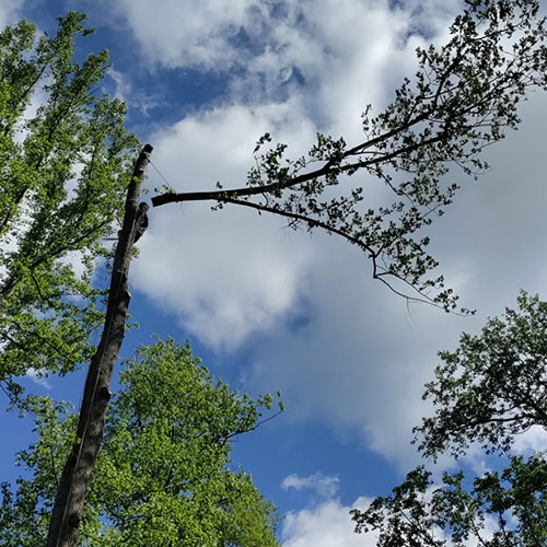 Tree Removal