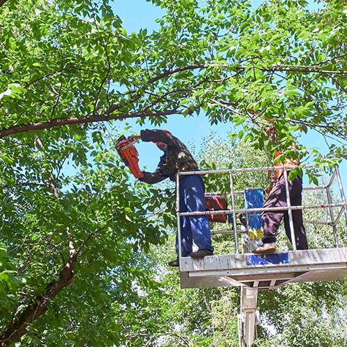 Tree Trimming