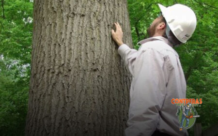 Conducting Health Checks on Trees.