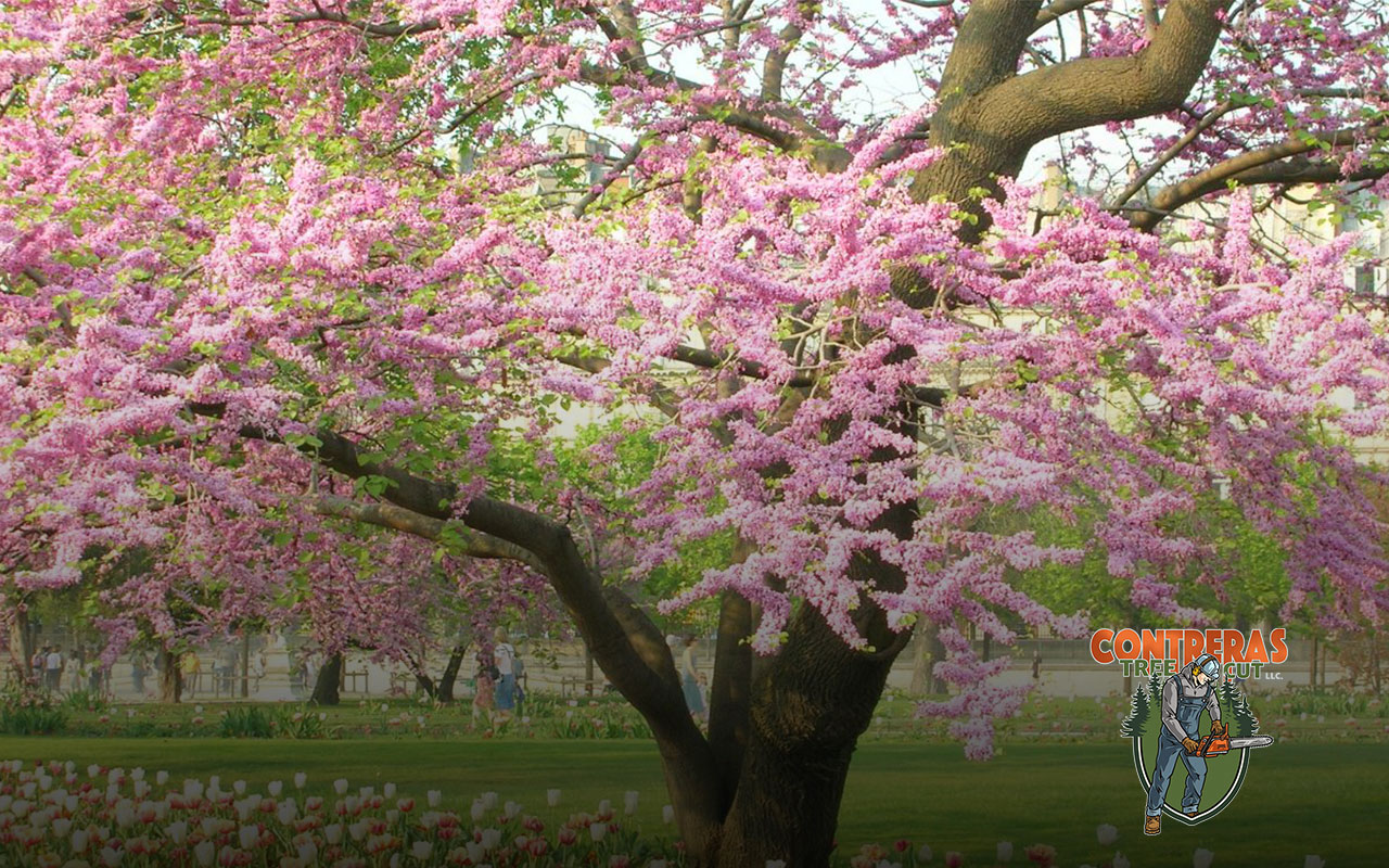 Blossoming trees in spring showing vibrant colors and life.