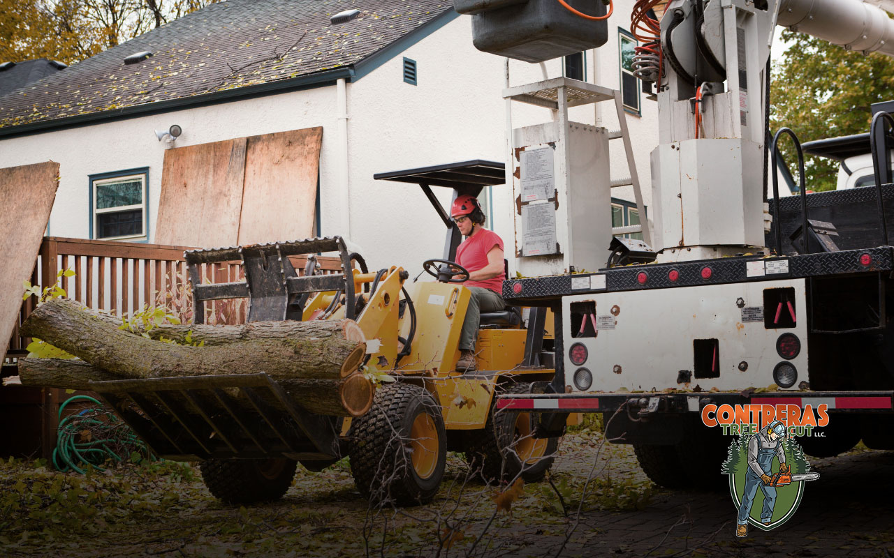 Expert demonstrating safe tree removal techniques with proper equipment.