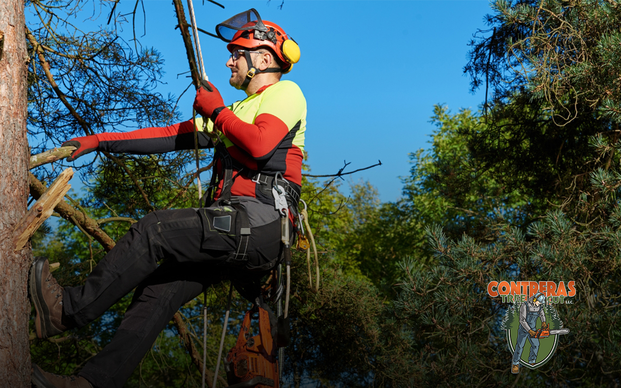 Certified Arborists Working in Glen Burnie.