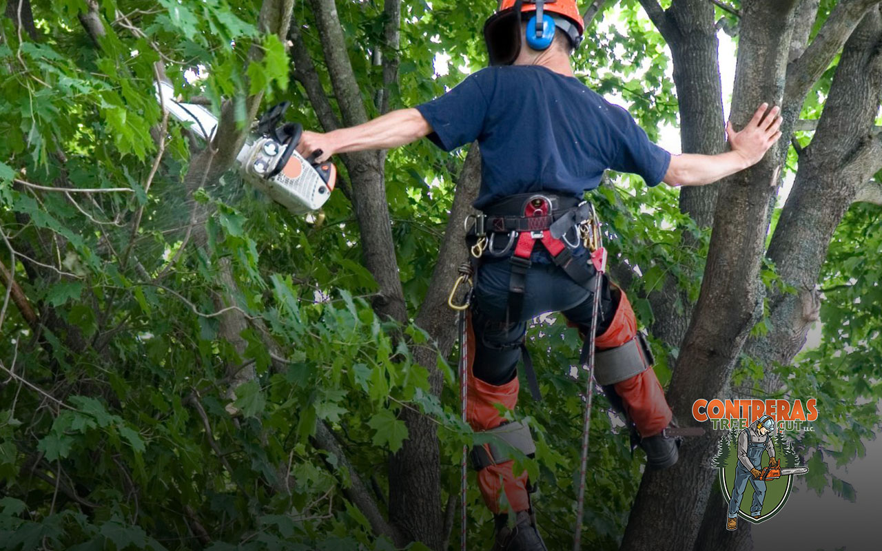 Best practices for tree care and trimming in Bowie, MD.