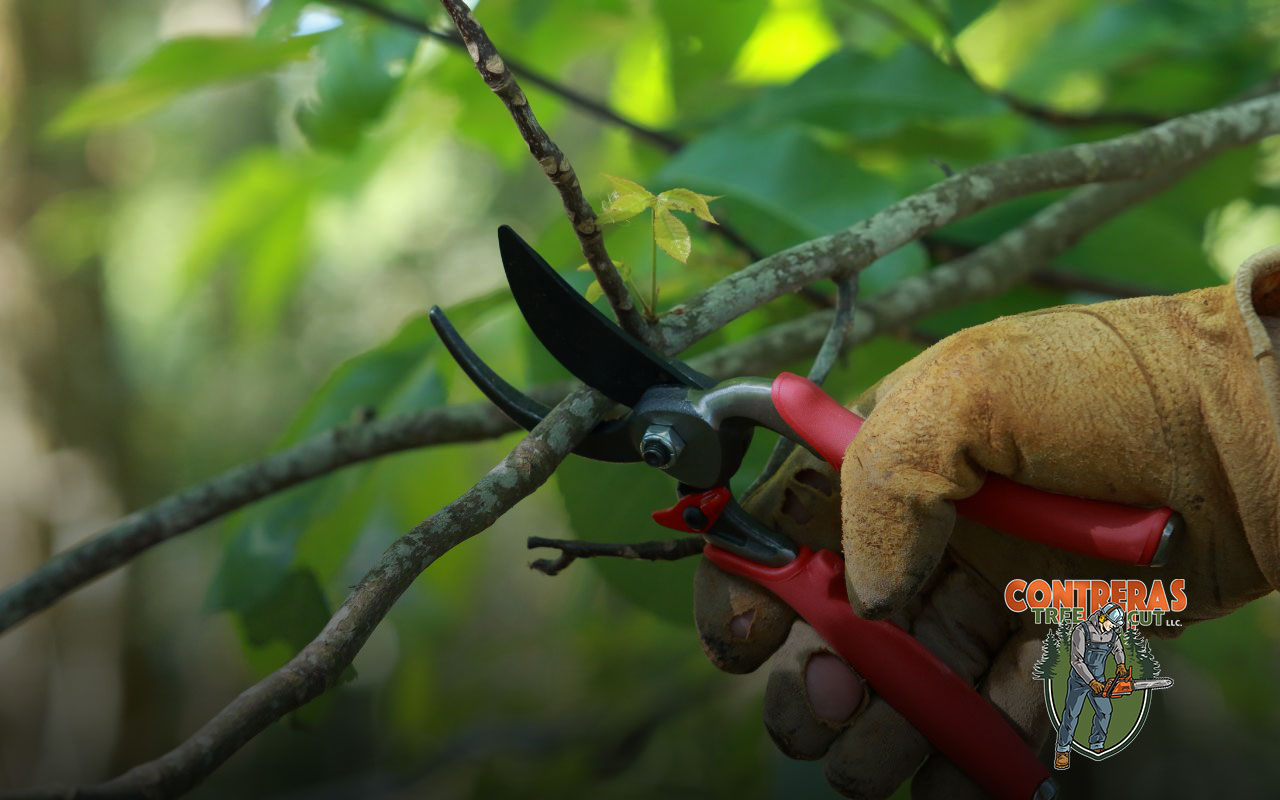 Pruning shears for advanced tree trimming techniques in Bowie, MD.