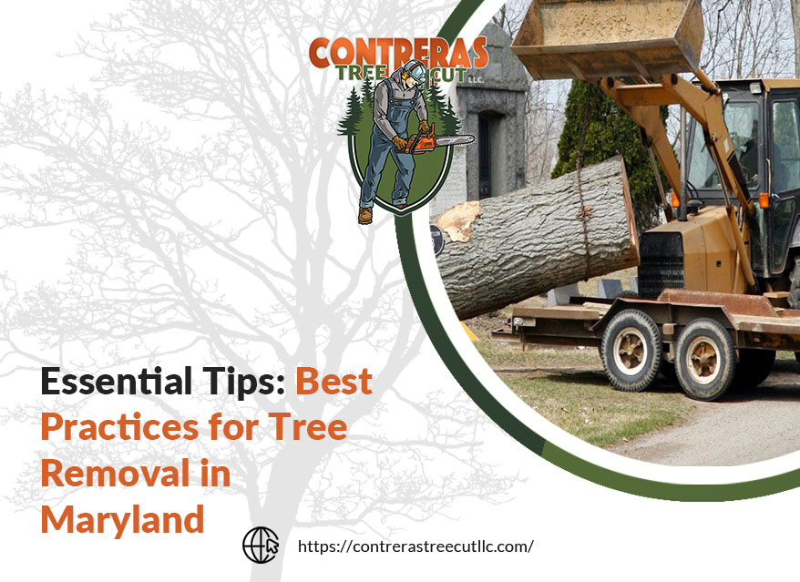 Best practices for tree removal in Maryland.