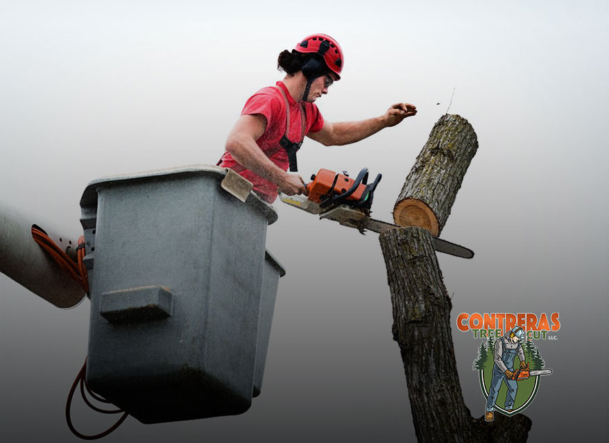 Safe tree removal using crane services