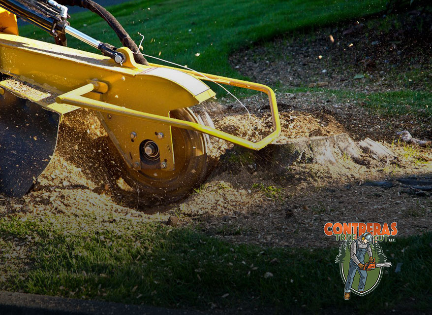 Professional stump grinding service in Maryland after tree removal