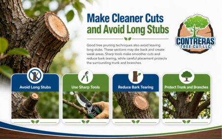 Proper tree pruning uses sharp tools, avoids long stubs, reduces bark tearing, and protects the trunk and branch connections.    