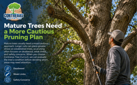 Tree professional assessing a mature tree for deadwood, weak limbs, and safety concerns before deciding which branches need attention