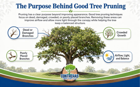 Good tree pruning targets dead, damaged, crowded, or poorly placed branches to improve airflow, light, and canopy balance. 