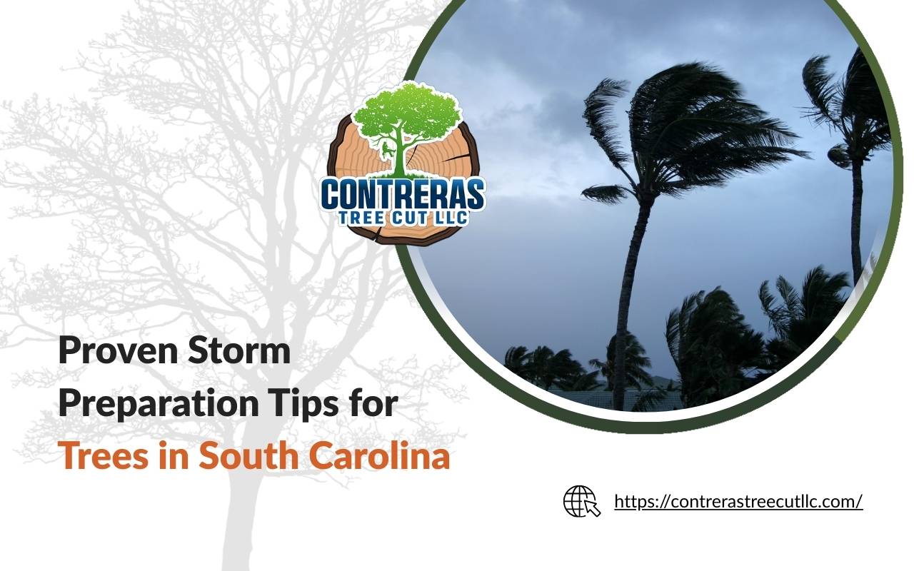 Storm preparation trees South Carolina expert tips