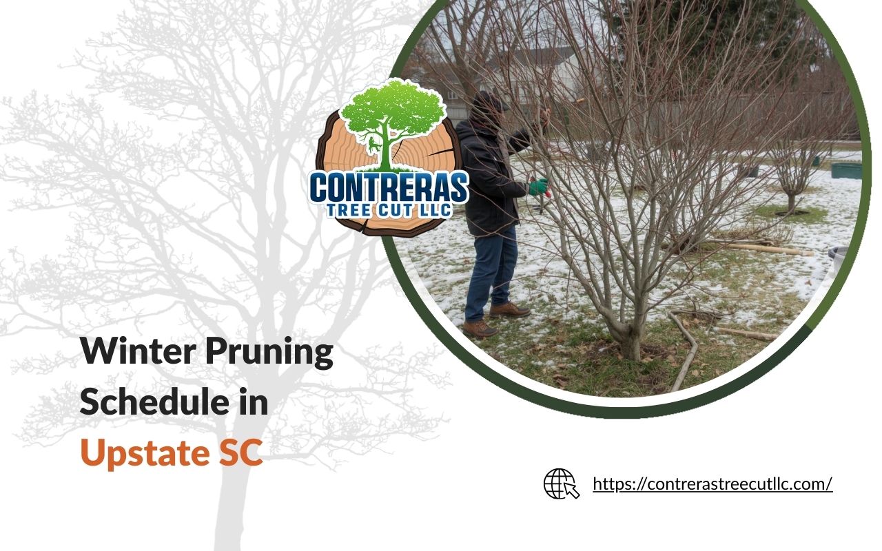 Homeowner following a Winter Pruning Schedule in Upstate SC in a neatly maintained backyard.