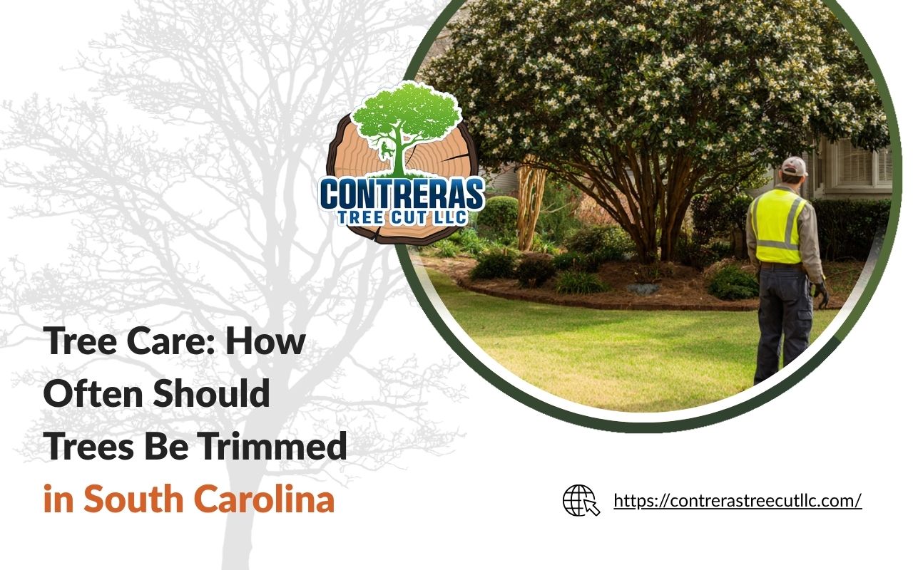 Seasonal tree care Expert showing how often should trees be trimmed in South Carolina