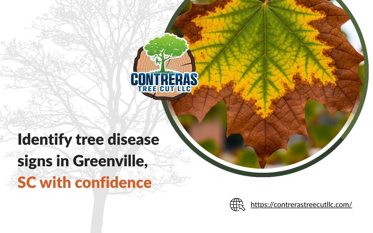 Leaf discoloration as one of the main tree disease signs in Greenville, SC