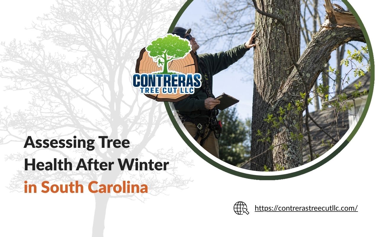Tree inspection after winter in South Carolina for damaged branches